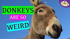 5 Unusual Donkey Facts You Need To Know! | Donkey Awareness Day | Donkey Facts Video