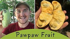 How To Find Pawpaw, North America's Tropical Fruit