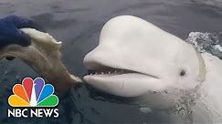 Marine Experts Think This Whale May Be A Russian-Trained Spy | NBC News