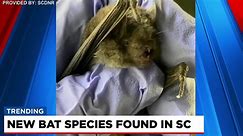New bat species found in South Carolina