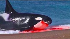 This Is Why Orcas Are Called Killer Whales