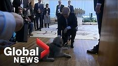 Vladimir Putin gifted puppy by Serbian President Aleksandar Vucic