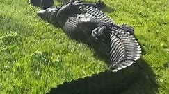 Alligator kills 85-year-old woman in Florida