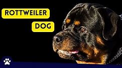 Rottweiler dog | Rottweiler info | Rottweiler: The Pros & Cons of Owning One #rottweiler #dog #dogs