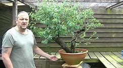 Layering a big old Prunus mahaleb Yamadori to get two single trunk pre Bonsai.