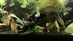 Feeding My Peters' Elephantnose Fish Bloodworms