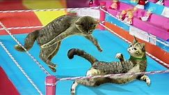 If Your Cat Is john cena | Funny Cat Wrestling | Roman Reigns Memes , cat wwe