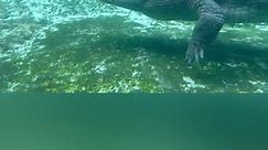 World’s Largest Crocodile