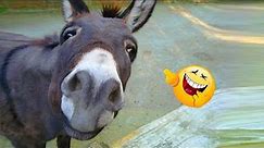 Funniest 😂 Donkey 🐴 Video Compilation Ever! ｜2019