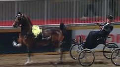 Welsh & Hackney Pony Fine Harness Class 🏆 Carriage Driving 🎩 The Royal Agricultural Winter Fair