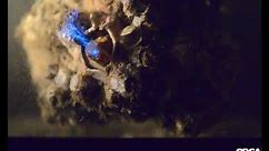 Barnacles feeding on bioluminescent dinoflagellates