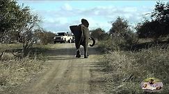 South Africa Army vs Angry Elephant Bull In Kruger Park