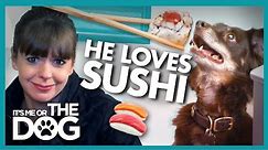Spoilt Dog's Bizarre Favorite Food🍣 | It's Me or the Dog