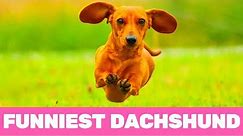 Try Not To Laugh! Funniest Dachshund Moments of 2020