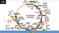 Aerobic Respiration Part 3 (Tricarboxylic Acid Cycle/Kreb Cycle/Citric Acid Cycle)
