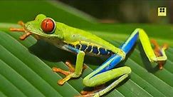 Fascinating Facts: Red-Eyed Frog Tree Frog Agalychnis callidryas