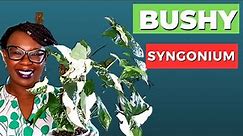 Make Your Syngonium (Arrowhead Plant) BUSHY Quickly!