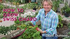 How to grow swiss chard