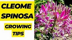 Growing Cleome Spinosa: Tips for Cultivating Beautiful Spider Flowers in Your Garden