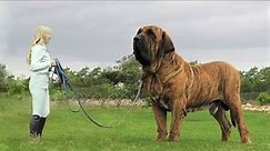 This Is The Largest Dog In The World