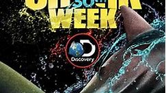 Shark Week: Sharkcam Strikes Back