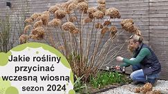 Wiosenne cięcie roślin. Jakie rośliny należy przyciąć wczesną wiosną? Sezon 2024