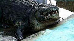 Lolong: The Biggest Captured Crocodile In The World