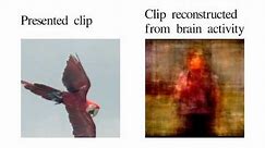Movie reconstruction from human brain activity