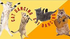 Cat Dancing Meme | Dance Video | Entertainment Cat Videos