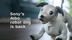 Sony's Aibo robot dog is back