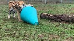 Rescued Tiger Living His Best Life in Sanctuary