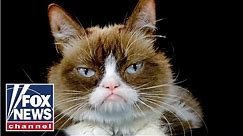 Grumpy Cat, beloved meme sensation, dies at age 7