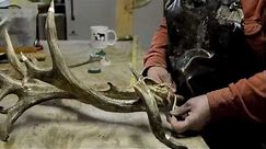 World Record Mule Deer Shed