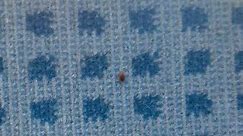 Bedbug Seen on Paris Commuter Train Amid Growing Concerns Over Spread of Pest