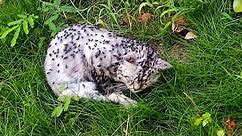 A Dying Cat Covered In Flies, Makes A Faint Cry For Help As Someone Passed By