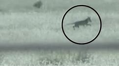 TASMANIAN TIGER SIGHTINGS CONFIRM THEY ARE STILL ALIVE (Thylacine)