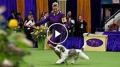 Buddy Holly, a Petit Basset Griffon Vendéen, Triumphs in Best in Show