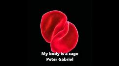 My body is a cage - Peter Gabriel - 1 hour