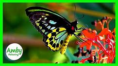 Beautiful Butterflies & The Best RELAXING MUSIC Meditation, Relax 2 Hours HD 1080P Screensaver