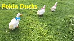 Difference Between Male and Female Pekin Duck