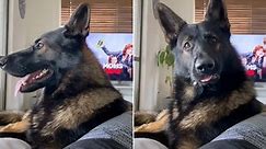 Retired K9 sniffer’s hilarious reaction to word ‘cocaine’ goes viral