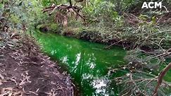 American Creek, Figtree turns bright green | October 19, 2023 | Illawarra Mercury