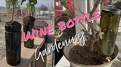 Upcycle your wine bottles for gardening