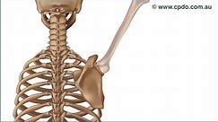 Scapulohumeral Rhythm - A Chiropractic Online CE™ Production