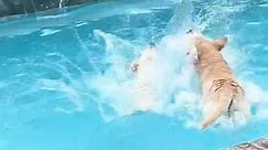 Hilarious video shows water-loving dog refusing to get out of family pool