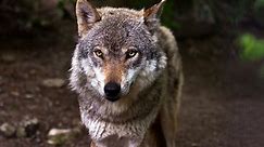 Coraz więcej wilków w Podlaskiem. W gminie Choroszcz problem staje się udręką