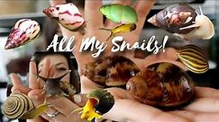 MEET ALL MY PET SNAILS | Giant African Land Snails | Aquatic Snails | Garden Snails | Baby Snails