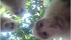 Hilarious selfies as monkeys in Costa Rica steal student's GoPro