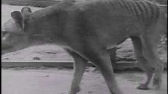 Historical thylacine (Tasmanian Tiger) film 5 - Beaumaris Zoo (Hobart), 19 December 1933