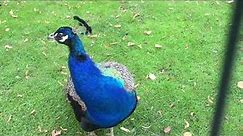 iphone se camera cinematic 4k peacock